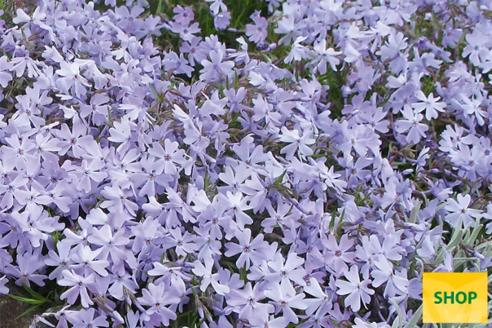 Phlox-Subulata-Emerald-Cushion-Blue_Volmary.png