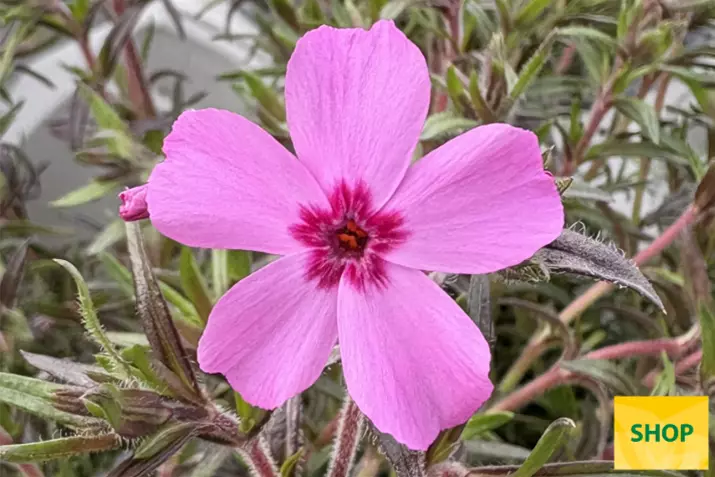 Phlox-Subulata-Red-Wing_Volmary.png