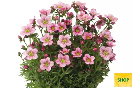 Saxifraga-x-arendsii-Alpino-Pink_Volmary.png