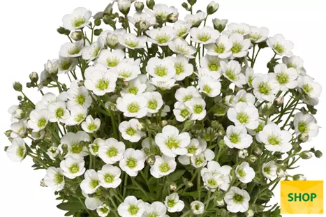 Saxifraga-x-arendsii-Alpino-Deep-White_Volmary.png