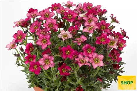 Saxifraga-x-arendsii-Alpino-Deep-Rose_Volmary.png