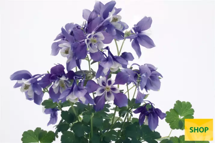 Aquilegia-Spring-Magic-Blue-and-White-Volmary.png