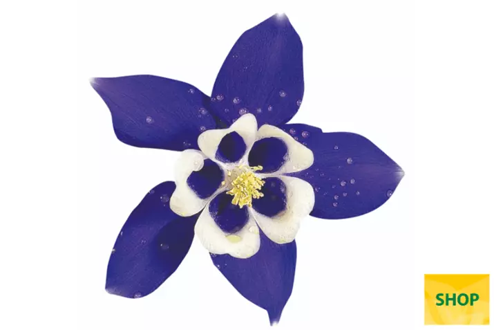 Aquilegia-Spring-Magic-Navy-and-White-Volmary.png