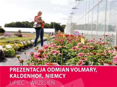 Prezentacja odmian Volmary Kaldenhof<sup>®</sup> 2026