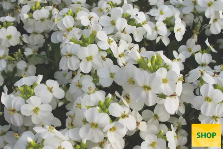Arabis-caucasica-Littel-treasure-white_Volmary.png