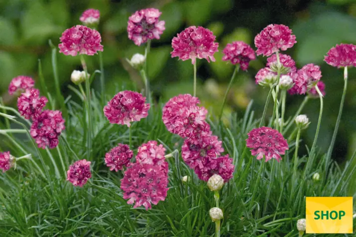 Armeria-Morning-Star-Rose_Volmary.png