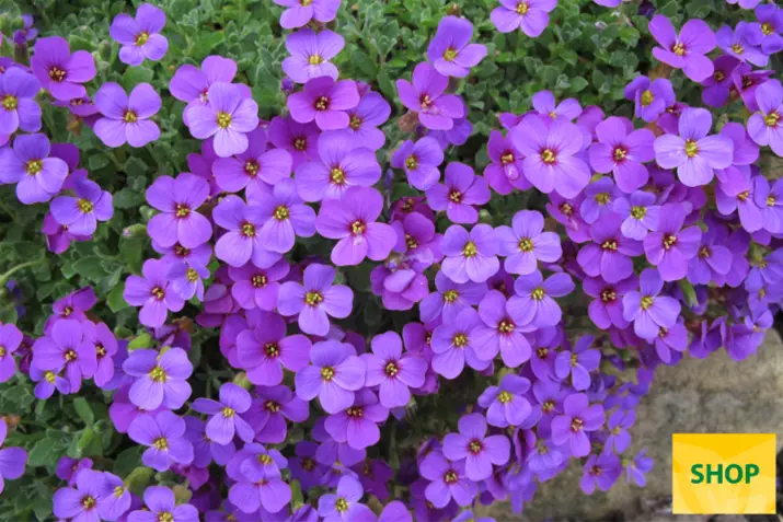 Aubrieta-x-hybrida-Blaumeise_Volmary (1).png