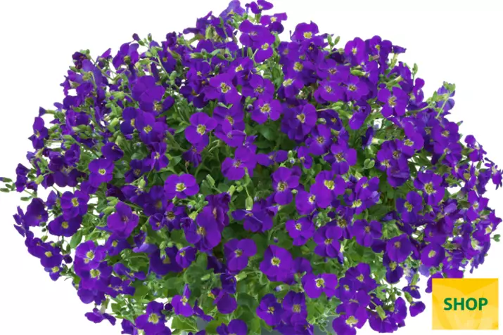 Aubrieta-x-hybrida-Chianti_Volmary.png