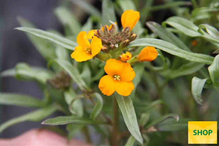Erysimum-x-allionii-Orange_Volmary.png