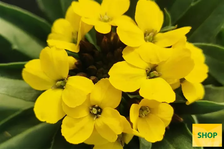 Erysimum-suffruticosum-Gold-Dust_Volmary.png