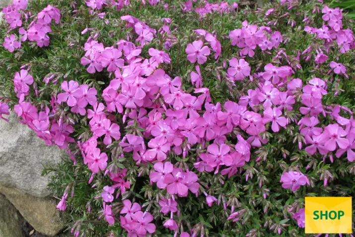 Phlox-Subulata-Mc-Daniels-Cushion_Volmary.png