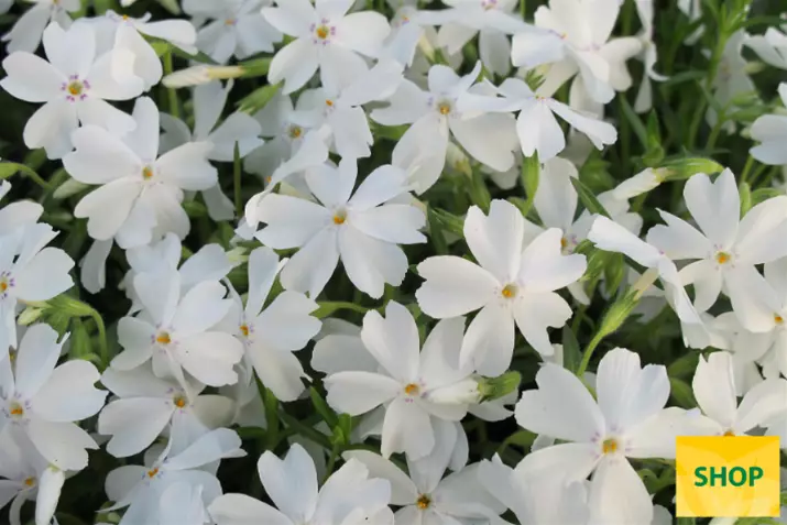 Phlox-Subulata-White-Delight_Volmary.png