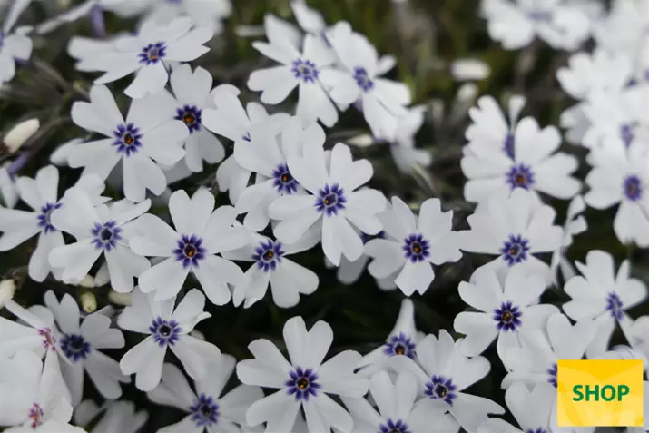 Phlox-Subulata-Pharao-Blue-Eye_Volmary.png