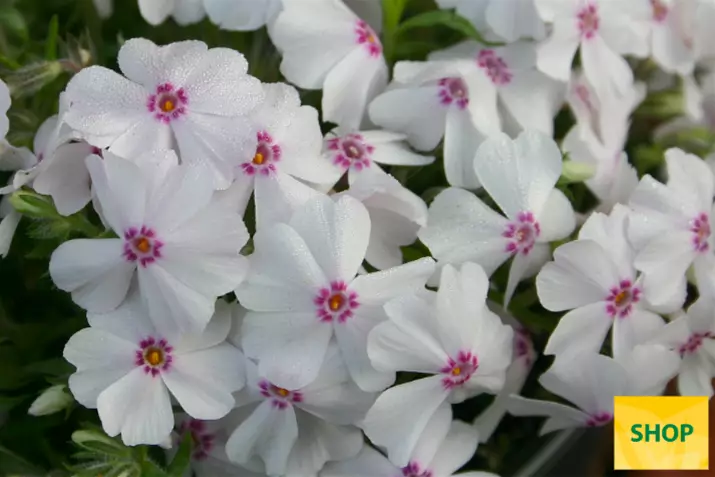 Phlox-Subulata-Pharao-Red-Eye_Volmary.png