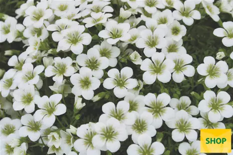 Saxifraga-x-arendsii-Alba_Volmary.png