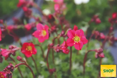 Saxifraga-x-arendsii-Harder-Zwerg_Volmary.png
