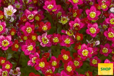 Saxifraga-x-arendsii-Red-Cap_Volmary.png