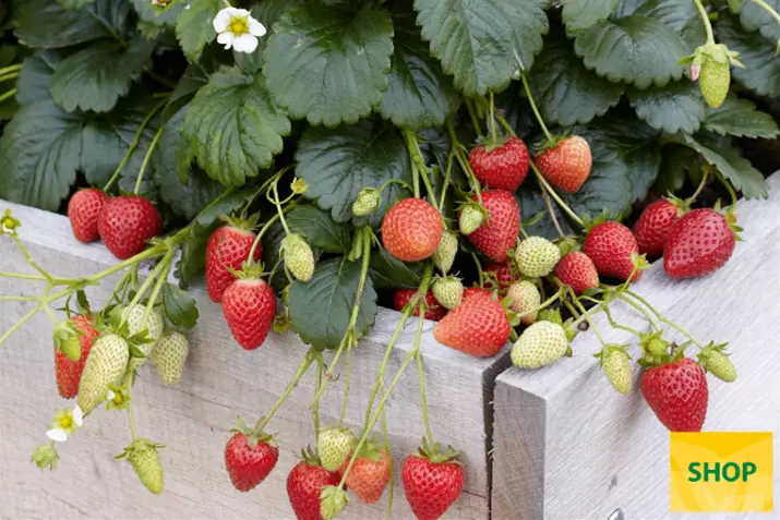 Fragaria-x-ananassa-Elan_Volmary.png
