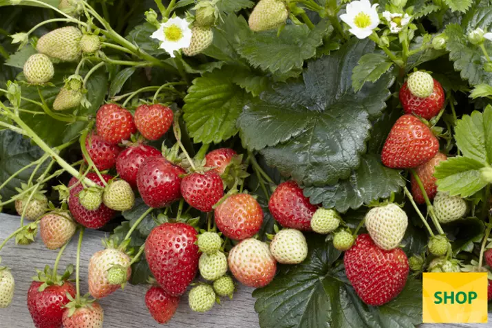 Fragaria-x-ananassa-Beltran_Volmary.png