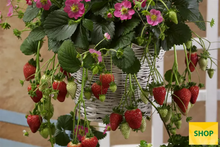 Fragaria-x-ananassa-Frisan_Volmary.png