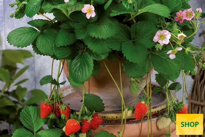 Fragaria-x-ananassa-Roman_Volmary.png