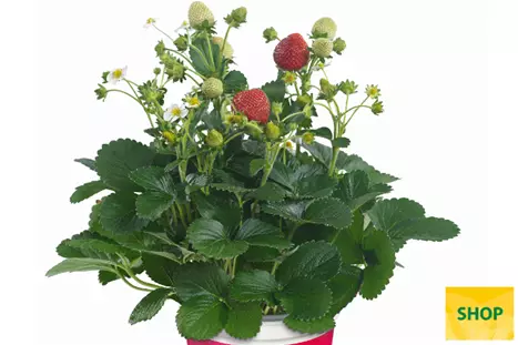 Fragaria-x-ananassa-Delizz_Volmary.png