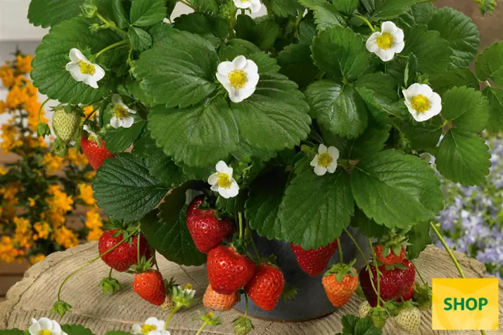 Fragaria-x-ananassa-Ariba-White_Volmary.png