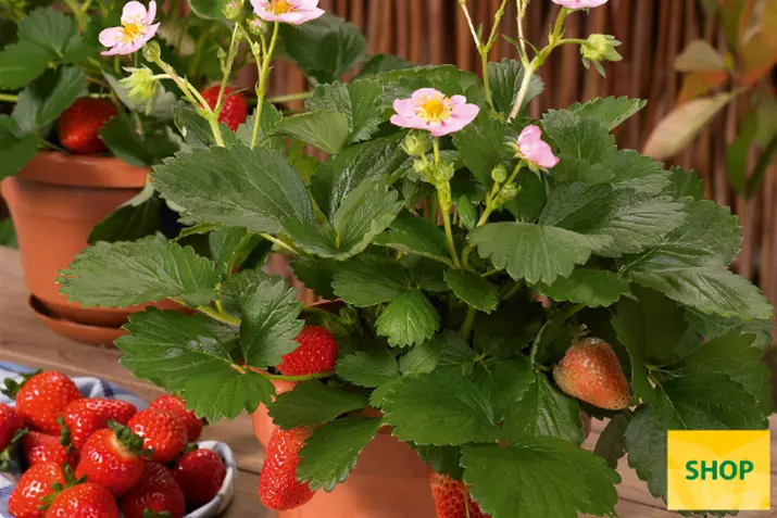 Fragaria-x-ananassa-Ariba-Pink_Volmary.png