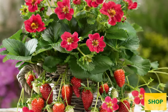 Fragaria-x-ananassa-Ariba-Deep-Rose_Volmary.png