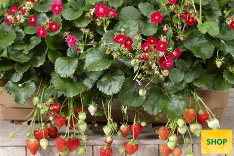 Fragaria-x-ananassa-Summer-Breeze-Rose_Volmary (1).png