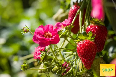 Fragaria-x-ananassa-Summer-Breeze-Cherry-Blossom_Volmary.png