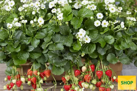 Fragaria-x-ananassa-Summer-Breeze-Snow_Volmary.png