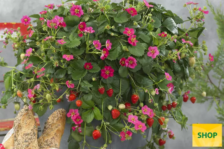 Fragaria-x-ananassa-Toscana_Volmary.png