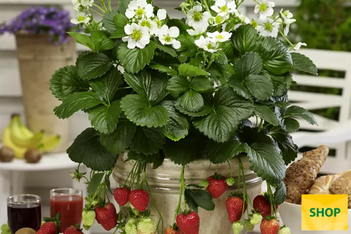 Fragaria-x-ananassa-Montana_Volmary.png