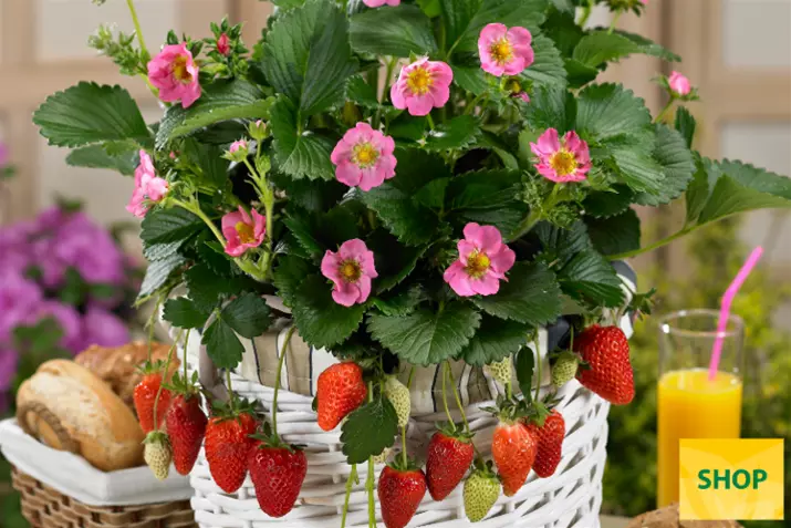 Fragaria-x-ananassa-Gasana_Volmary.png