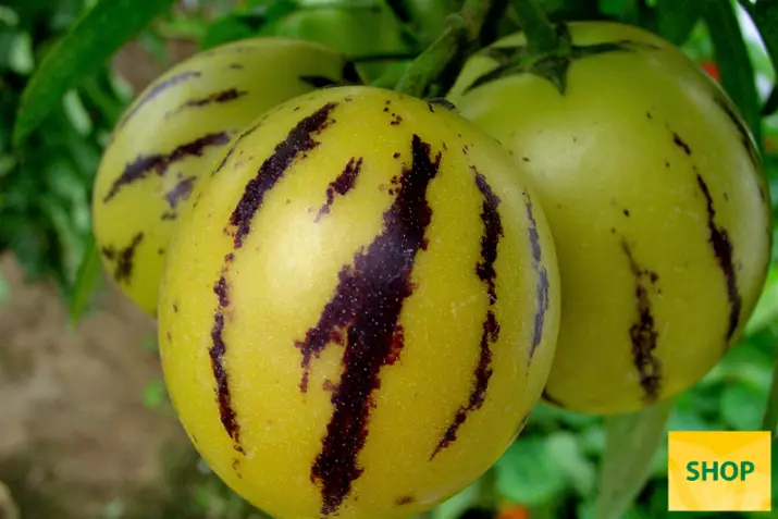 Solanum-muricatum_Volmary.png