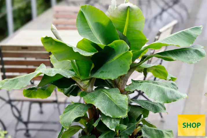 Musa-acuminata_Volmary.png