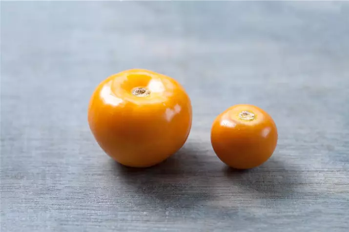 Physalis-Goldvital_Maxi-Volmary.jpg