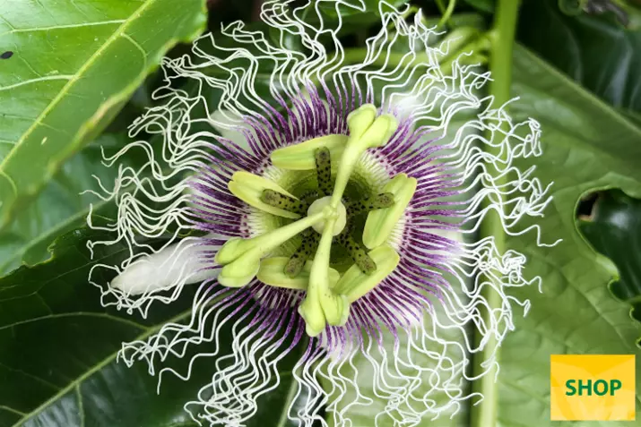 Passiflora-edulis_Volmary.png
