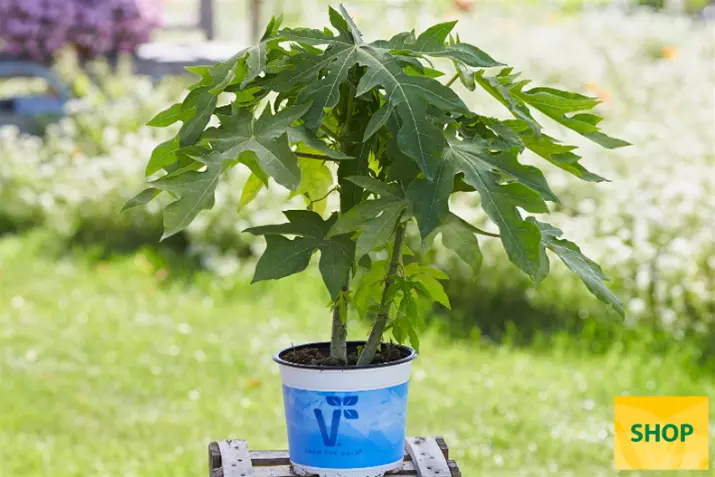 Carica-papaya_Volmary.png