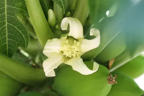 Papaya-Blossom-Volmary.png