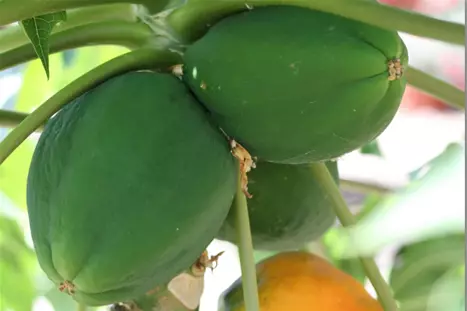 Papaya-Fruits-Volmary.png