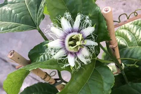Passionfruit-Blossom_Volmary.png