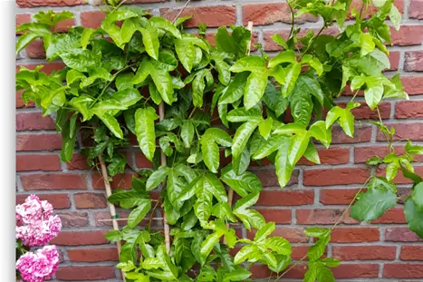 Passionfruit-Plant_Volmary.png