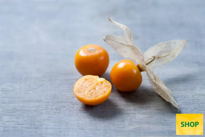 Physalis-pruviana-Goldvital_Volmary.png