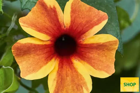 Thunbergia-Sunny-Susy-Amber-Stripes_Volmary.png Thunbergia-Sunny-Susy-Amber-Stripes_Volmary.png