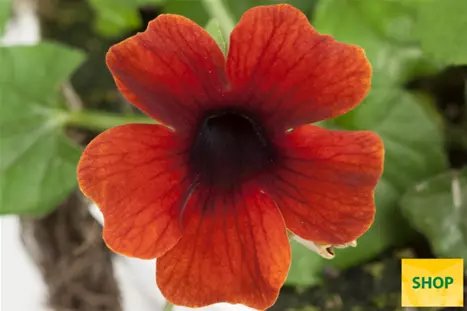 Thunbergia-Sunny_Susy_Brownie-Volmary.png Thunbergia-Sunny_Susy_Brownie-Volmary.png