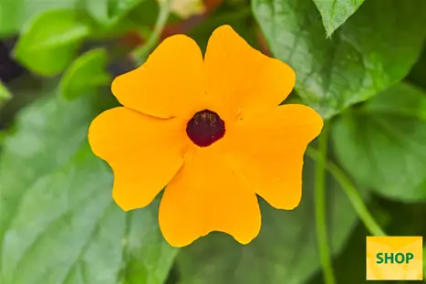 Thunbergia-Sunny_Susy_New-Orange-Volmary.png Thunbergia-Sunny_Susy_New-Orange-Volmary.png