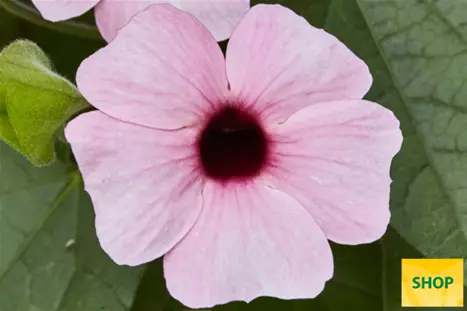 Thunbergia-Sunny_Susy_Pink-Beauty-Volmary.png Thunbergia-Sunny_Susy_Pink-Beauty-Volmary.png