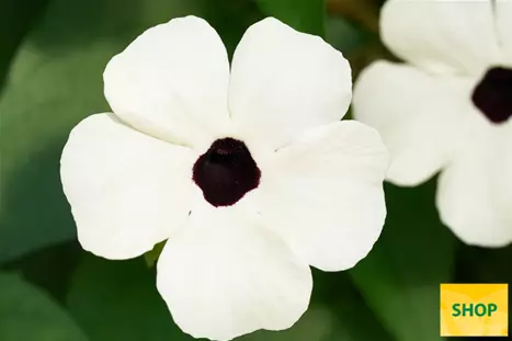 Thunbergia-Sunny_Susy_White-Halo-Volmary.png Thunbergia-Sunny_Susy_White-Halo-Volmary.png